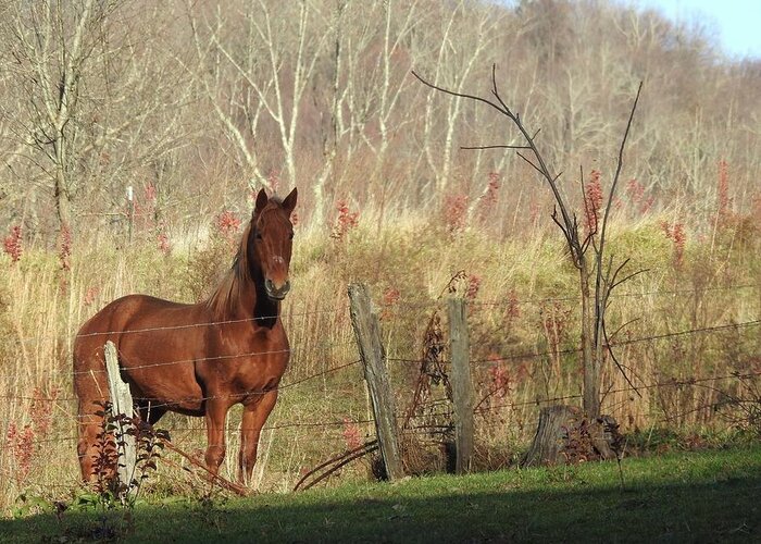 Horse Greeting Card featuring the photograph Brown Beauty by Kathy Chism