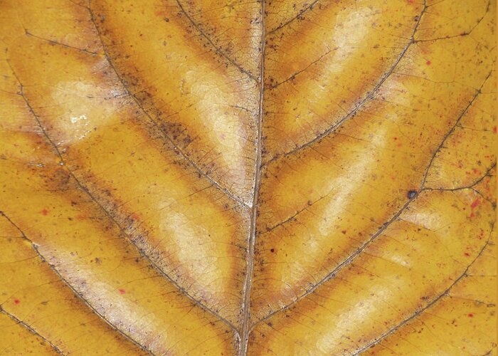 Brown Leaf Markings Greeting Card featuring the photograph Brown Leaf Markings by Helen Jackson