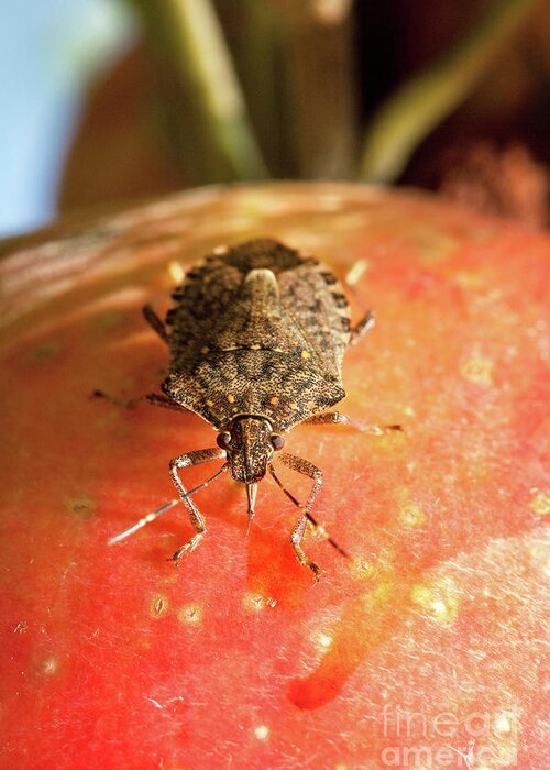 Pest Greeting Card featuring the photograph Brown Marmorated Stink Bug by Stephen Ausmus/us Department Of Agriculture/science Photo Library
