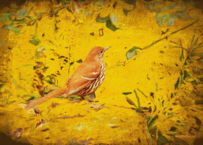 Bird Greeting Card featuring the photograph Brown Thrasher Visits by Diane Lindon Coy