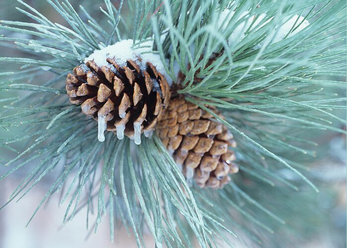 Frozen Pine Cones And Needles Greeting Card featuring the photograph Buffalo River 62 by Gordon Semmens
