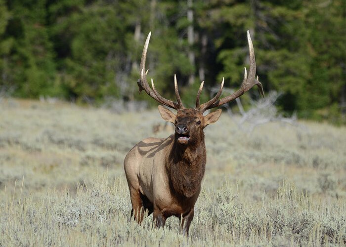 Bugling Greeting Card featuring the photograph Bugling Bull Elk by Whispering Peaks Photography