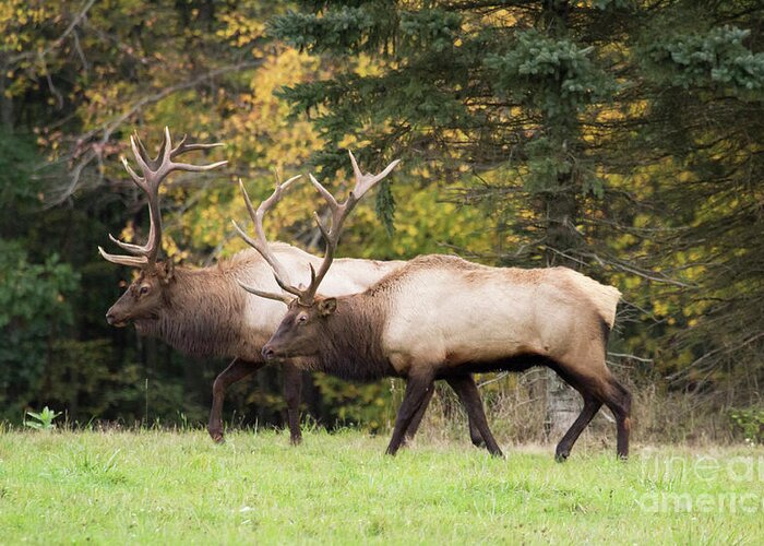 Elk Greeting Card featuring the photograph Bull Elk Rivals by Jeannette Hunt
