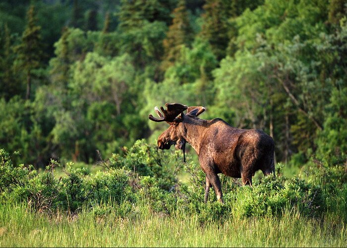 Glade Greeting Card featuring the photograph Bull Moose Alces Alces In Clearing by John Giustina