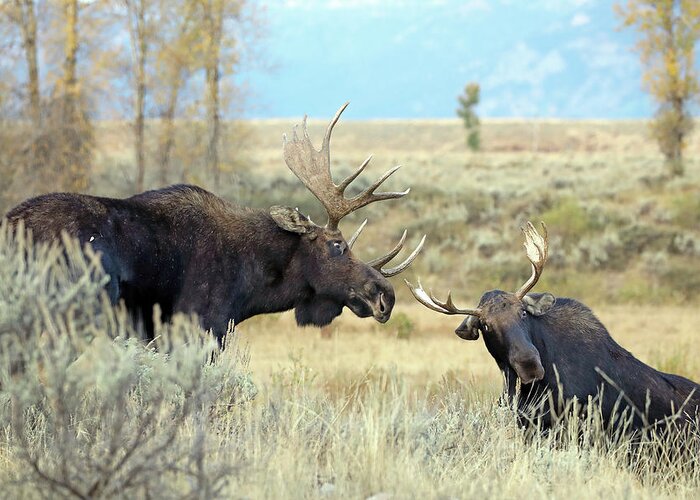 Moose Greeting Card featuring the photograph Bull Moose Challenge by Jean Clark