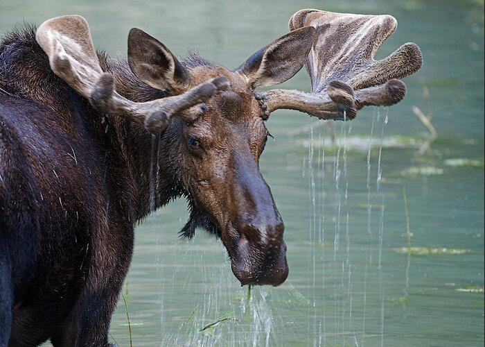 Deer Greeting Card featuring the photograph Bull Moose In Water Wetland Pond Lake by Tom Reichner