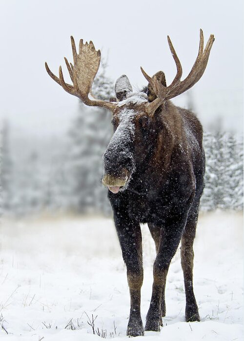 Snow Greeting Card featuring the photograph Bull Moose Standing In Snowstorm by Mark Newman