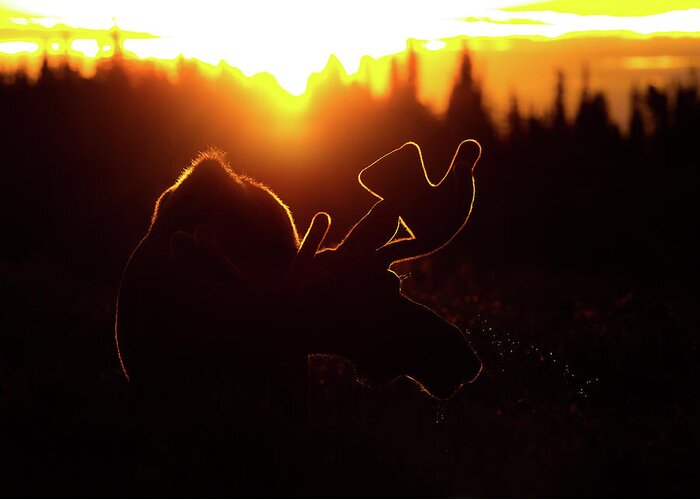 Moose Greeting Card featuring the photograph Bull Moose Sunrise by Gary Kochel