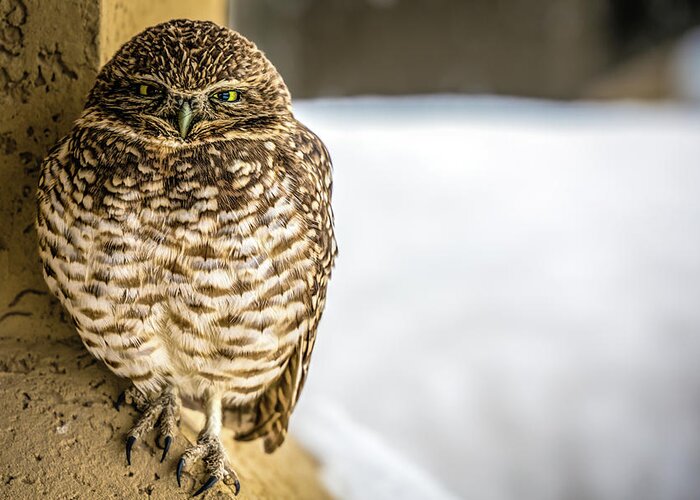 Bird Greeting Card featuring the photograph Burrowing Owl by Bill Chizek