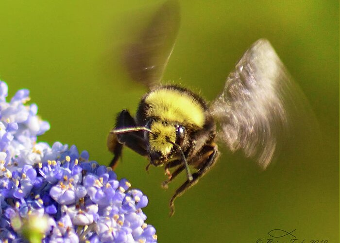 Bumblebee Greeting Card featuring the photograph Busy as a Bumblebee by Brian Tada