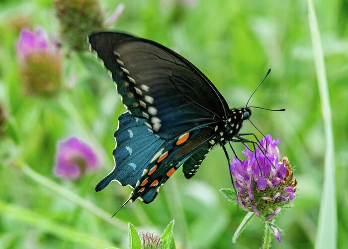 Pipevine Swallowtail Greeting Card featuring the photograph Busy as a Butterfly by Marcy Wielfaert