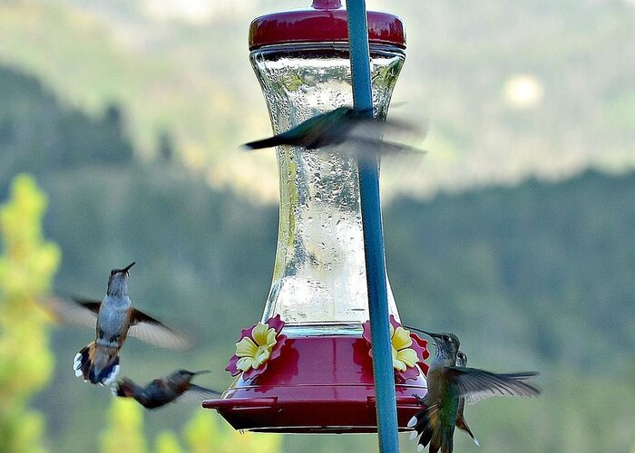 Hummingbirds Greeting Card featuring the photograph Busy Time at the Feeder by Dorrene BrownButterfield