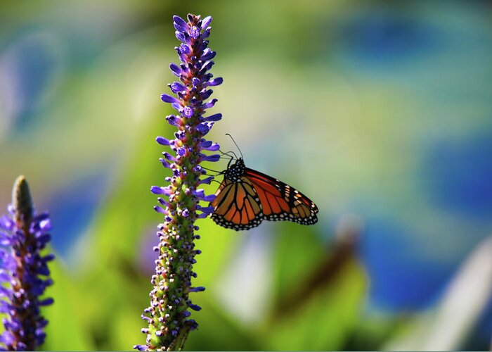 Colorful Greeting Card featuring the photograph Butterfly and Flower by Scott Burd