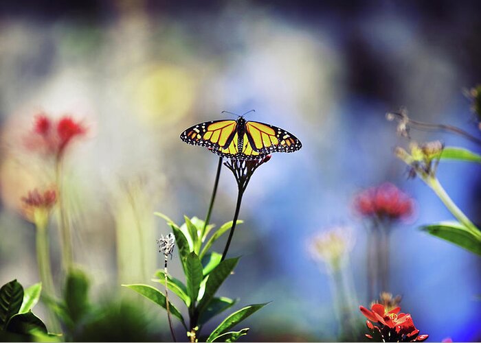 Animal Themes Greeting Card featuring the photograph Butterfly In Garden by Dave Fimbres Photography