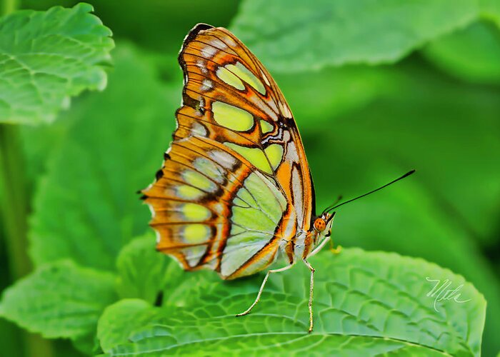 Macro Photography Greeting Card featuring the photograph Butterfly Leaf by Meta Gatschenberger