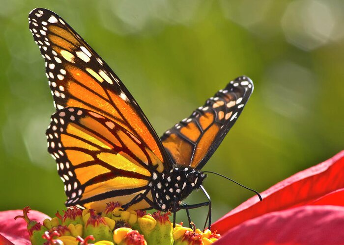 Insect Greeting Card featuring the photograph Butterfly On Red Flower by Alberto J. Espiñeira Francés - Alesfra