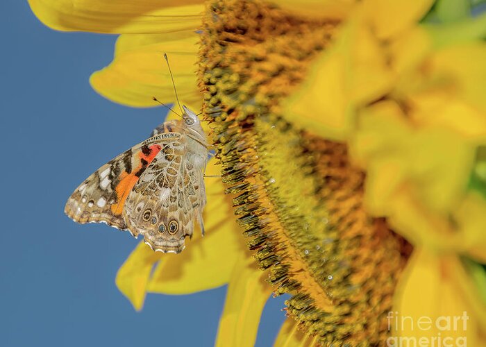 Cheryl Baxter Photography Greeting Card featuring the photograph Butterfly on Sunflower by Cheryl Baxter