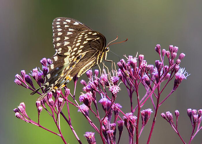 Butterfly Greeting Card featuring the photograph Butterfly on Wild Flowers by Bob Decker