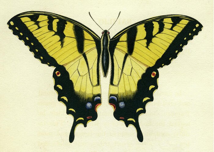 Entomology Greeting Card featuring the mixed media Butterfly by Unknown