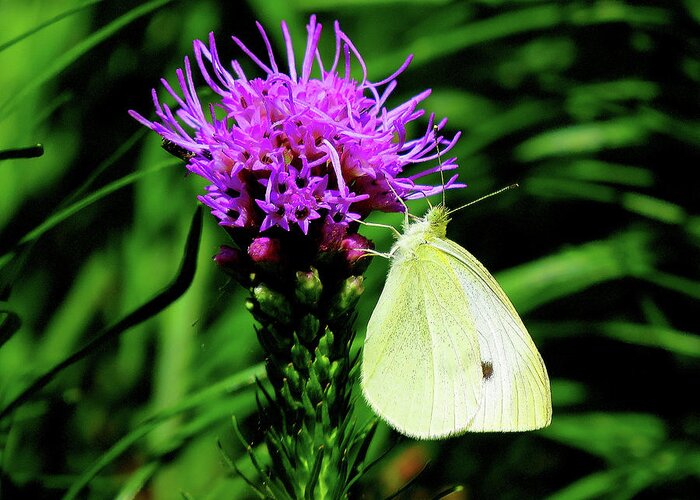Cabbage White Butterfly Greeting Card featuring the photograph Cabbage White and Purple by Linda Stern