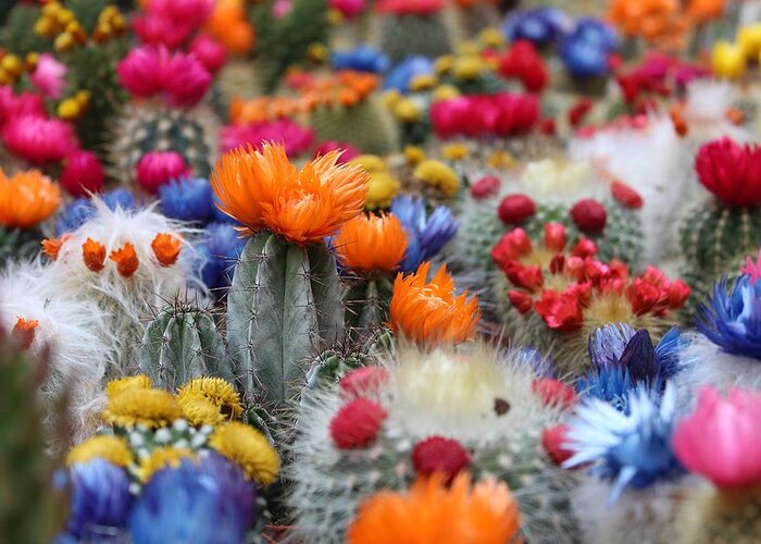 Cute Greeting Card featuring the photograph Cacti flowers by Top Wallpapers