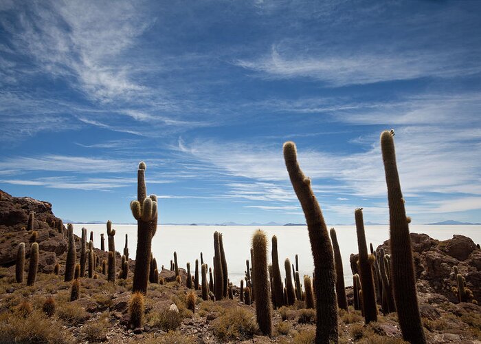 Mineral Greeting Card featuring the photograph Cacti On The Salar De Uyuni Bolivia by Seppfriedhuber