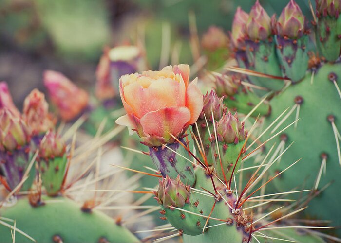 Orange Color Greeting Card featuring the photograph Cactus Blossom by Harpazo hope