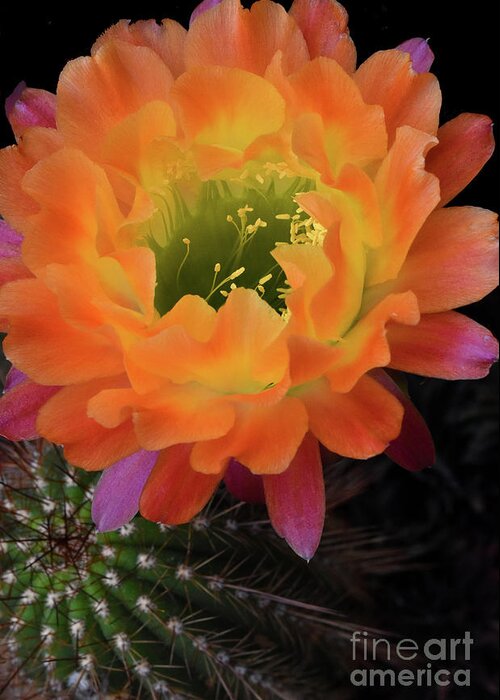 Cactus Greeting Card featuring the photograph Cactus Flower by Nancy Mueller