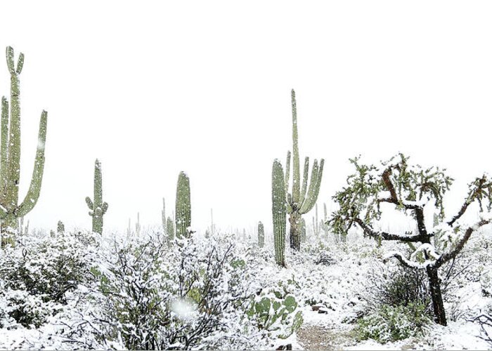 Snow Greeting Card featuring the photograph Cactus in the Snow by Jean Clark