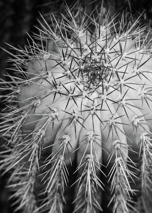 Cactus Greeting Card featuring the photograph Cactus Monochrome by Lynn Davis