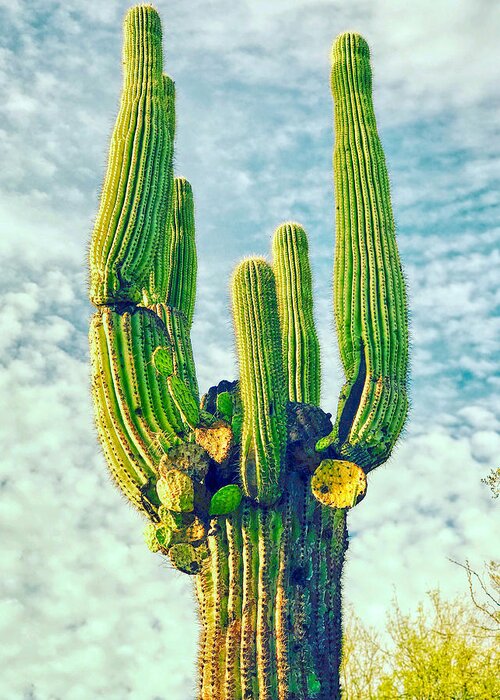 Sunsets Greeting Card featuring the photograph Cactus Shot by Anthony Giammarino