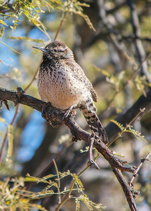 Bird Greeting Card featuring the photograph Cactus Wren in a Mesquite Tree by Teresa Wilson