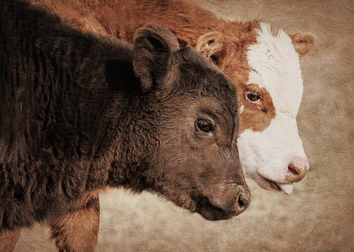 Calf Greeting Card featuring the photograph Calf Friends by Jennie Marie Schell