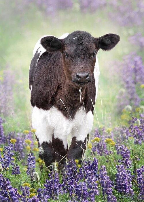 Calf Greeting Card featuring the photograph Calf in the Lupine Flowers by Jennie Marie Schell