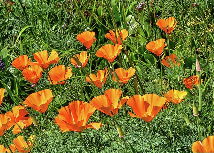 Linda Brody Greeting Card featuring the photograph California Poppies 4a by Linda Brody
