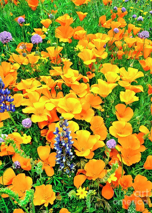 North America Greeting Card featuring the photograph California Poppies and Betham Lupines Southern California by Dave Welling