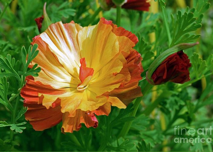 California Poppy Greeting Card featuring the photograph California Poppy (eschscholzia Sp.) by Dr Keith Wheeler/science Photo Library