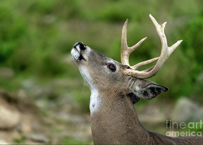 Deer Greeting Card featuring the photograph Call to the wild by Sam Rino