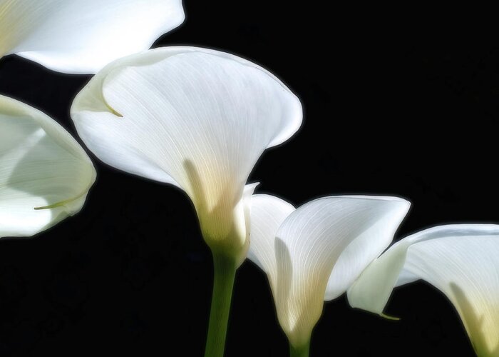 Calla Greeting Card featuring the photograph Calla Lilies by Thomas Hall