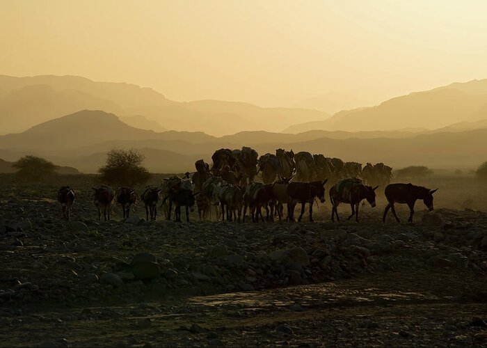 Danakil Desert Greeting Card featuring the photograph Camel Caravan Against The Sunset by Guenterguni
