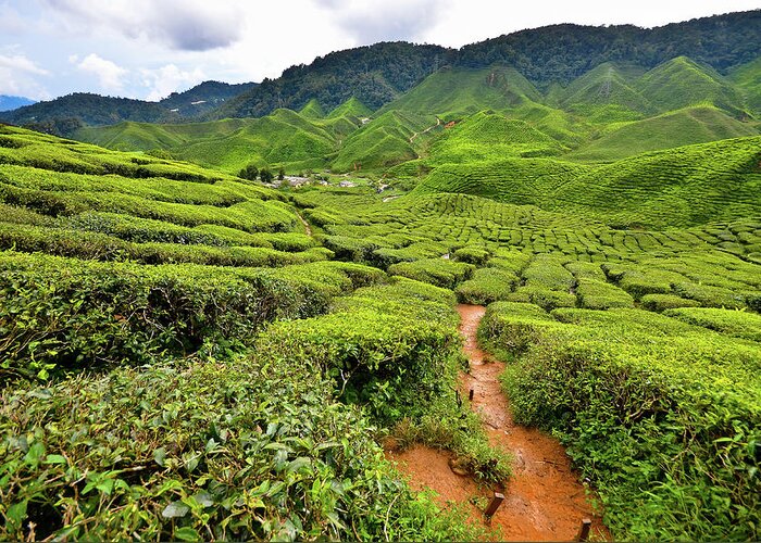 Cameron Highlands Greeting Card featuring the photograph Cameron Valley by Mkazmi