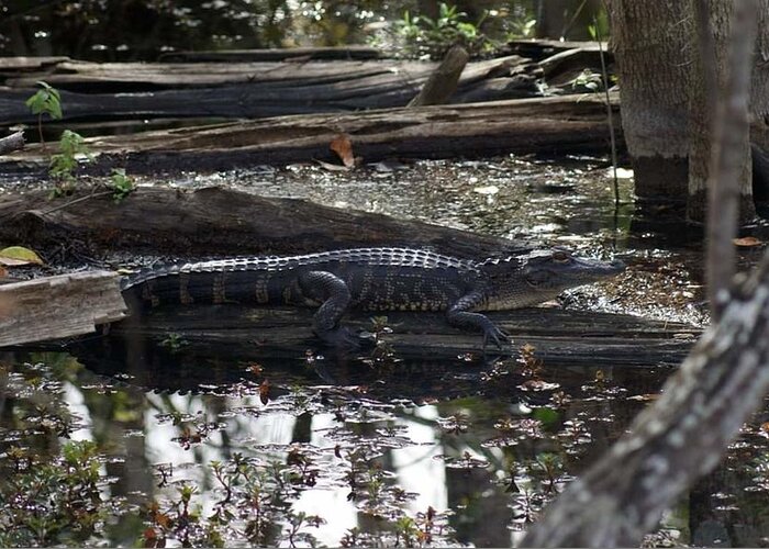 Florida Greeting Card featuring the photograph Camo Gator by Lindsey Floyd