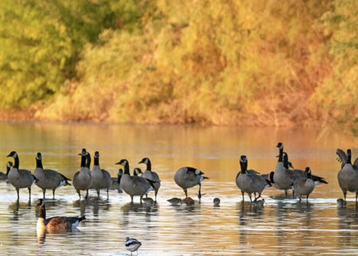 Canada Geese Greeting Card featuring the photograph Canada Geese 1906-102019 by Tam Ryan