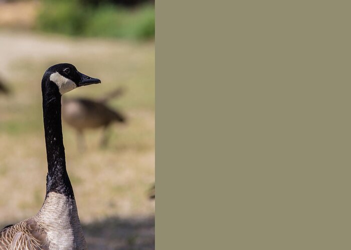 Lake Greeting Card featuring the photograph Canadian goose, Mississippi River State Park by Julieta Belmont
