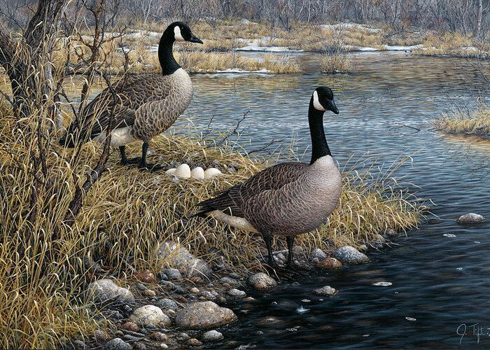 Two Geese Standing On Either Side Of A Nest Of Eggs Greeting Card featuring the painting Canadian Pair by Jeff Tift
