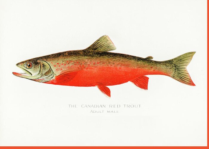 David Letts Greeting Card featuring the drawing Canadian Red Trout by David Letts