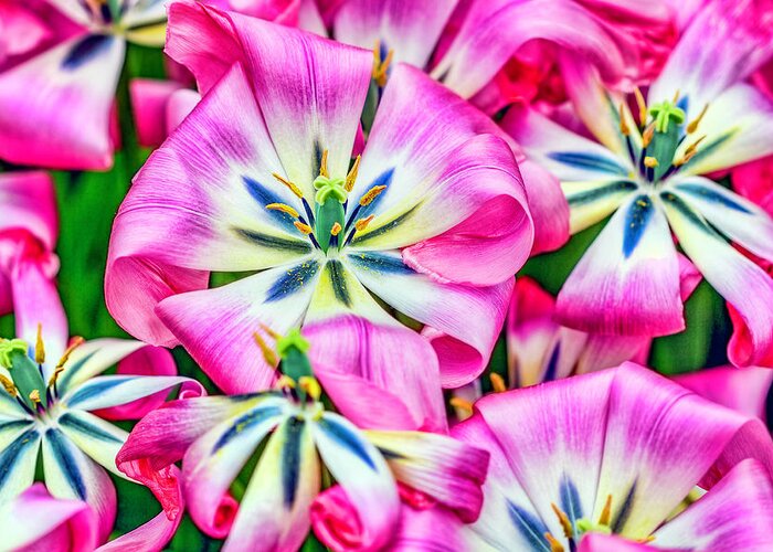 Keukenhof Greeting Card featuring the photograph Candy Pink Flowers by Nadia Sanowar
