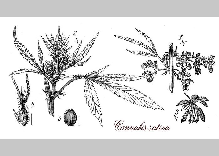 Cannabis Sativa Greeting Card featuring the digital art Cannabis sativa,botanical vintage engraving by Luisa Vallon Fumi