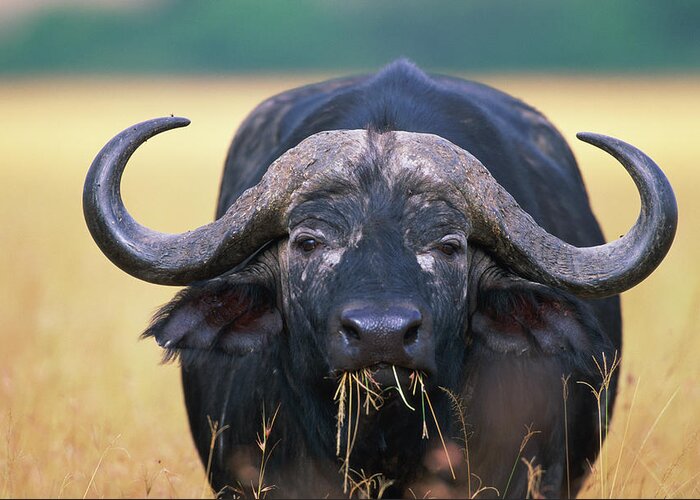 Horned Greeting Card featuring the photograph Cape Buffalo Syncerus Caffer Standing by Paul Souders
