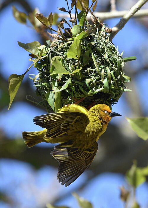 Weaver Greeting Card featuring the photograph Cape Weaver and Nest by Ben Foster